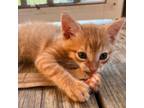 Adopt Guam a Domestic Shorthair / Mixed cat in Rocky Mount, VA (39012983)