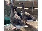 Adopt Frida a Goose bird in Monterey, CA (38950064)