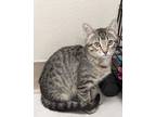 Adopt Nova a Domestic Shorthair / Mixed cat in Osage Beach, MO (39023313)