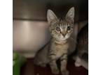 Adopt Grumpy a Domestic Shorthair / Mixed cat in Hamilton, GA (39066330)