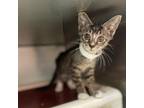 Adopt Sneezy a Domestic Shorthair / Mixed cat in Hamilton, GA (39066329)