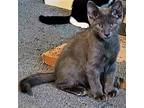 Adopt Roman a Domestic Shorthair / Mixed cat in Pleasant Hill, CA (39003801)
