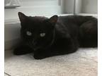 Adopt Abby a Domestic Shorthair / Mixed cat in Kelowna, BC (38969695)