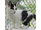 Adopt Olivier Rockbridge a White Domestic Shorthair / Mixed cat in Merrifield