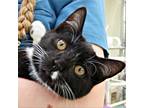 Adopt Oscar Rockbridge a All Black Domestic Shorthair / Mixed cat in Merrifield