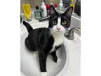 Adopt Polly Pocket a Black & White or Tuxedo Domestic Shorthair / Mixed (short