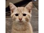 Adopt Dolly Purrton a Tan or Fawn Tabby Domestic Shorthair / Mixed cat in
