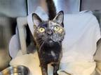 Adopt Tiffany a Tortoiseshell Domestic Shorthair / Mixed cat in Millersville