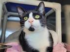 Adopt Timothy a Black & White or Tuxedo Domestic Shorthair / Mixed cat in