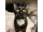 Adopt Riley a All Black Domestic Shorthair / Mixed cat in Los Angeles