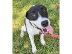 Adopt Villa a Black Basset Hound / Labrador Retriever / Mixed dog in Fernandina