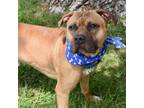 Adopt Bronx a Brown/Chocolate Pit Bull Terrier / Mixed Breed (Large) / Mixed dog