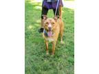 Adopt Gunner a American Staffordshire Terrier / Shepherd (Unknown Type) / Mixed