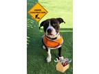 Adopt Nova a American Pit Bull Terrier / Mixed dog in Oceanside, CA (39065915)