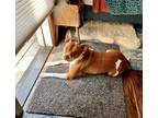 Adopt Meatball a Red/Golden/Orange/Chestnut - with White American Pit Bull