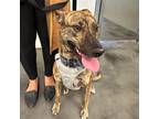 Adopt Lady Cinnamon a Brindle Akita / Husky / Mixed dog in N Las Vegas