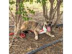 Adopt Vivi a Brindle Pit Bull Terrier / Mixed dog in Edinburg, TX (38919182)