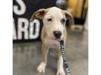 Adopt Taylor a Tan/Yellow/Fawn American Pit Bull Terrier / Mixed dog in