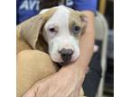Adopt Laurel a Tan/Yellow/Fawn American Pit Bull Terrier / Mixed dog in