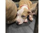 Adopt Steven a Brindle American Pit Bull Terrier / American Pit Bull Terrier /