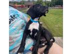 Adopt CT Fleetfoot (EASTFORD) a Black Catahoula Leopard Dog / Mixed dog in