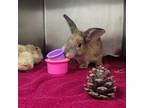 Adopt MATCHA a Palomino / Mixed rabbit in Las Vegas, NV (39065806)