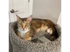 Adopt Tracy a Tortoiseshell Domestic Mediumhair / Mixed cat in Texas City