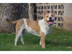 Adopt Artimes a White - with Red, Golden, Orange or Chestnut Australian Shepherd