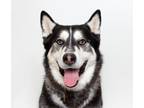 Adopt Leo a Siberian Husky / Mixed dog in San Luis Obispo, CA (39065683)