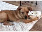 Adopt Lilly a Red/Golden/Orange/Chestnut Beagle / Terrier (Unknown Type