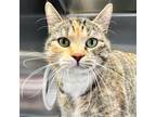 Adopt Piper - Reduced Fee! a Brown Tabby Domestic Shorthair / Mixed (short coat)