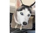 Adopt Maya a White - with Black Husky / Mixed dog in oakland park, FL (39061074)
