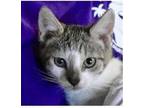 Adopt Starfire a Brown or Chocolate (Mostly) Domestic Shorthair / Mixed cat in