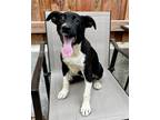 Adopt Cherish a Black - with White Retriever (Unknown Type) / Mixed Breed