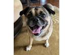 Adopt Buster a Pug / Mixed dog in Brooklyn, NY (39065517)
