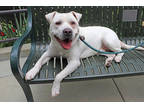 Adopt Kylo a Tan/Yellow/Fawn Labrador Retriever / Mixed dog in Chicago