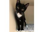 Adopt Hammy a Domestic Shorthair / Mixed cat in San Diego, CA (38982950)