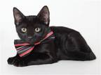 Adopt SNICKERS a All Black Domestic Mediumhair / Mixed (medium coat) cat in