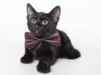 Adopt LYLE a All Black Domestic Mediumhair / Mixed (medium coat) cat in Diamond
