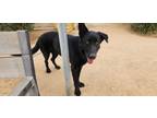 Adopt Bismarck a German Shepherd Dog / Labrador Retriever / Mixed dog in