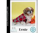 Adopt Ernie 082623 a Brown/Chocolate - with White Pekingese / Mixed dog in