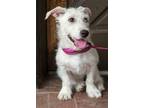 Adopt Scout a White Corgi / Westie, West Highland White Terrier / Mixed dog in