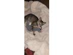 Adopt Whinney a Brown Tabby Domestic Shorthair / Mixed (short coat) cat in
