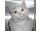 Adopt Koko - Bonded Buddy With - Kitty a Domestic Shorthair / Mixed cat in Des