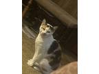 Adopt Alex a Calico or Dilute Calico Domestic Shorthair / Mixed (short coat) cat