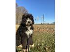 Adopt Moose a Black - with White Bernedoodle / Mixed dog in Rocky Mount