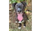 Adopt Rascal a Pit Bull Terrier / Mixed dog in Norman, OK (38958154)