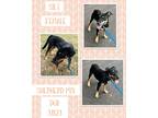 Adopt Silt a Tan/Yellow/Fawn Foxhound / German Shepherd Dog / Mixed dog in