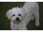 Adopt Molly a White Poodle (Miniature) / Mixed dog in Colorado Springs