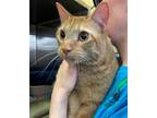 Adopt George a Orange or Red Domestic Shorthair / Mixed (short coat) cat in